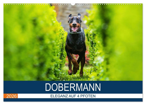 Dobermann 2026 (Wandkalender 2026 DIN A2 quer), CALVENDO Monatskalender