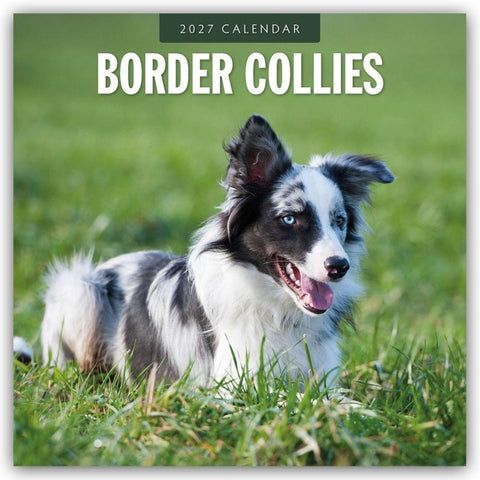 Border Collies – Border Collie 2027 – 16-Monatskalender