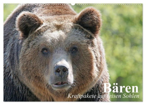 Bären. Kraftpakete auf leisen Sohlen (Wandkalender 2027 DIN A2 quer), CALVENDO Monatskalender