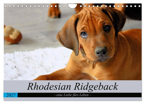 Rhodesian Ridgeback - eine Liebe fürs Leben (Wandkalender 2027 DIN A4 quer), CALVENDO Monatskalender