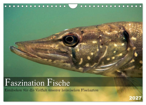 Faszination Fische (Wandkalender 2027 DIN A4 quer), CALVENDO Monatskalender