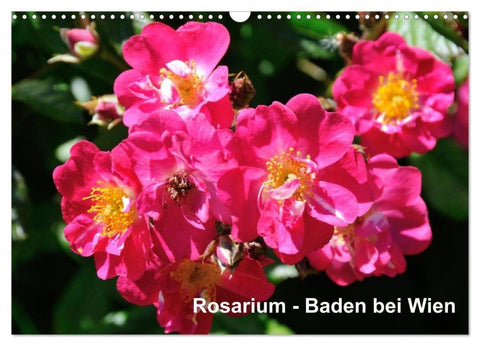 Baden bei Wien - Rosarium (Wandkalender 2027 DIN A3 quer), CALVENDO Monatskalender