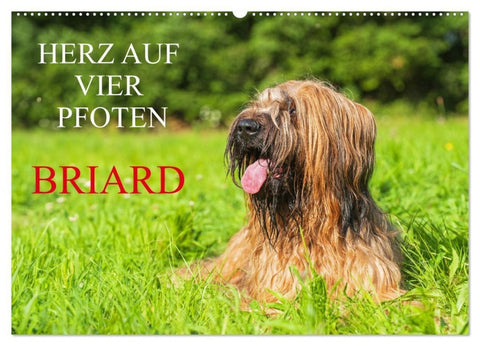 Herz auf vier Pfoten - Briard (Wandkalender 2027 DIN A2 quer), CALVENDO Monatskalender