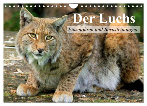 Der Luchs. Pinselohren und Bernsteinaugen (Wandkalender 2026 DIN A4 quer), CALVENDO Monatskalender