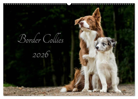 Border Collies 2026 (Wandkalender 2026 DIN A2 quer), CALVENDO Monatskalender