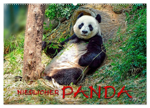 Niedlicher Panda (Wandkalender 2026 DIN A2 quer), CALVENDO Monatskalender