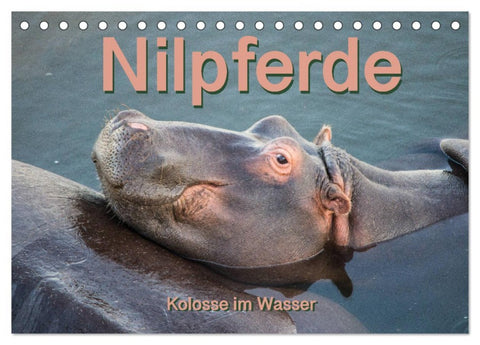 Nilpferde, Kolosse im Wasser (Tischkalender 2026 DIN A5 quer), CALVENDO Monatskalender