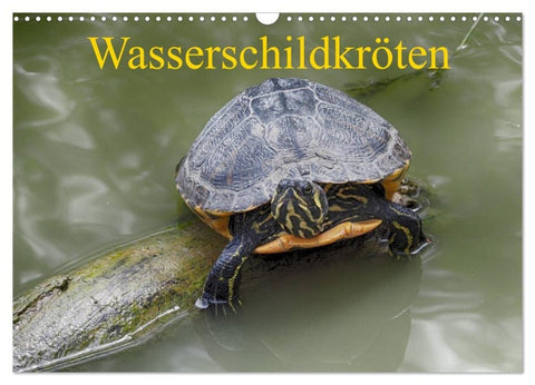 Wasserschildkröten (Wandkalender 2027 DIN A3 quer), CALVENDO Monatskalender
