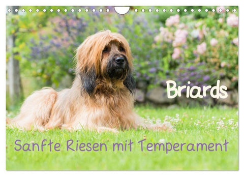 Briards - sanfte Riesen mit Temperament (Wandkalender 2027 DIN A4 quer), CALVENDO Monatskalender