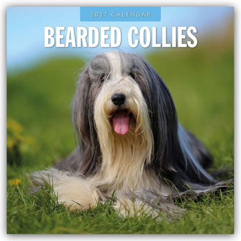 Bearded Collies – Bearded Collie 2027 – 16-Monatskalender