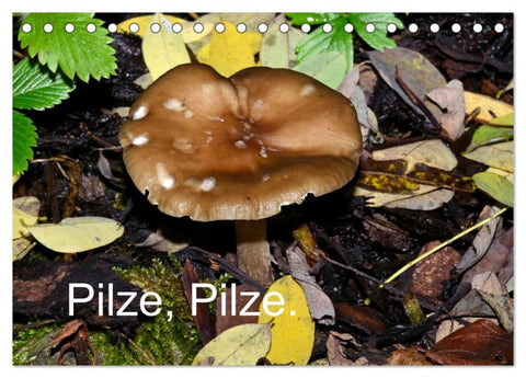 Pilze, Pilze (Tischkalender 2026 DIN A5 quer), CALVENDO Monatskalender