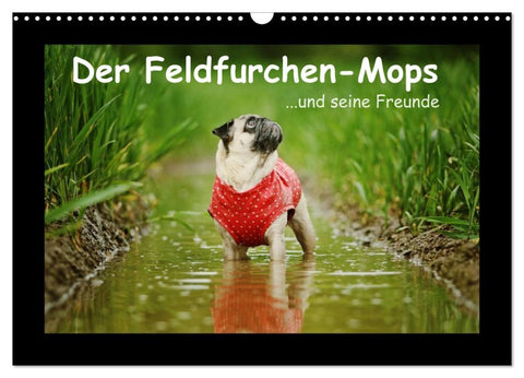 Der Feldfurchen-Mops (Wandkalender 2026 DIN A3 quer), CALVENDO Monatskalender