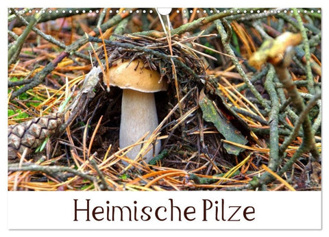 Heimische Pilze (Wandkalender 2026 DIN A3 quer), CALVENDO Monatskalender