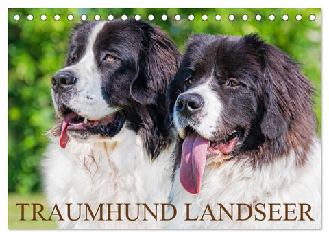 Traumhund Landseer (Tischkalender 2026 DIN A5 quer), CALVENDO Monatskalender