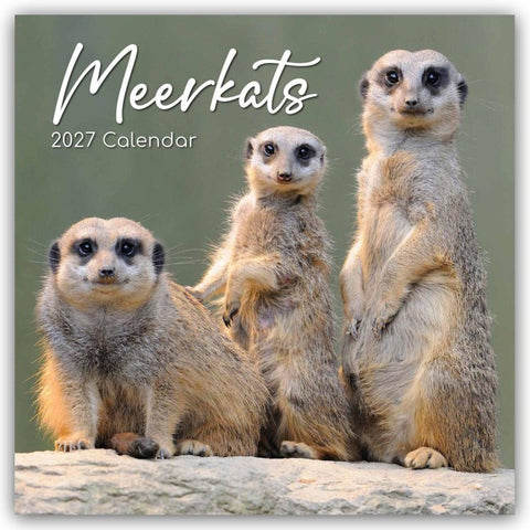 Meerkats – Erdmännchen 2027 – 16-Monatskalender
