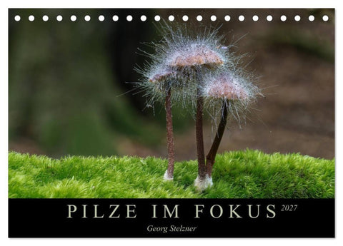 PILZE IM FOKUS 2027 (Tischkalender 2027 DIN A5 quer), CALVENDO Monatskalender