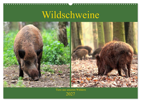 Wildschweine - Tiere aus unseren Wäldern (Wandkalender 2027 DIN A2 quer), CALVENDO Monatskalender