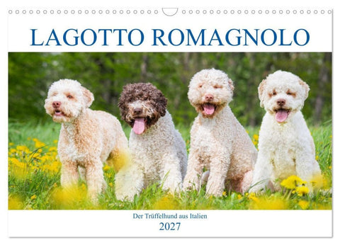 Lagotto Romagnolo - Der Trüffelhund aus Italien (Wandkalender 2027 DIN A3 quer), CALVENDO Monatskalender