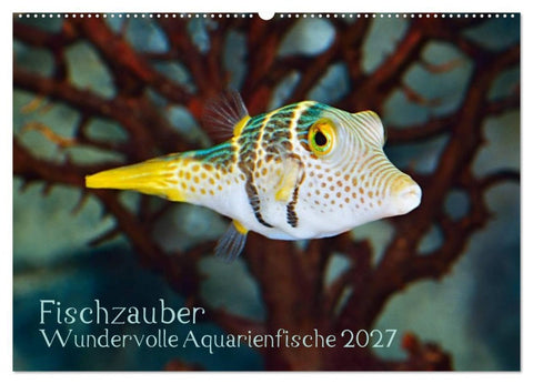 Fischzauber - Wundervolle Aquarienfische (Wandkalender 2027 DIN A2 quer), CALVENDO Monatskalender