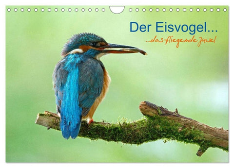 Der Eisvogel...fliegendes Juwel (Wandkalender 2027 DIN A4 quer), CALVENDO Monatskalender
