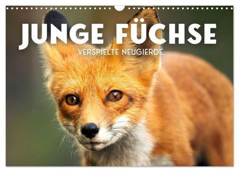 Junge Füchse - Verspielte Neugierde. (Wandkalender 2026 DIN A3 quer), CALVENDO Monatskalender