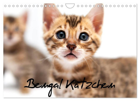 Bengal Kätzchen (Wandkalender 2027 DIN A4 quer), CALVENDO Monatskalender