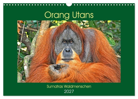 Orang Utans Sumatras Waldmenschen (Wandkalender 2027 DIN A3 quer), CALVENDO Monatskalender
