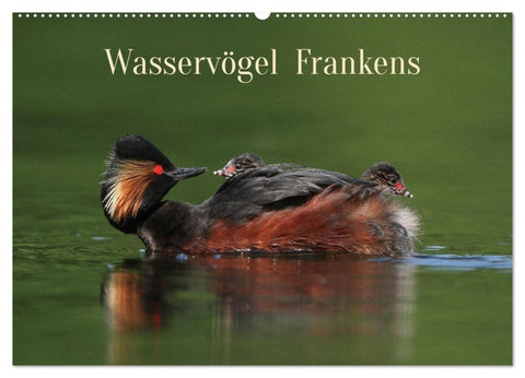 Wasservögel Frankens (Wandkalender 2027 DIN A2 quer), CALVENDO Monatskalender