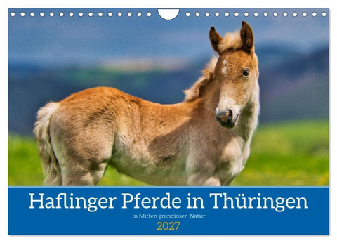 Haflinger Pferde in Thüringen (Wandkalender 2027 DIN A4 quer), CALVENDO Monatskalender