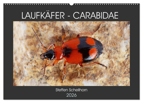 LAUFKÄFER - CARABIDAE (Wandkalender 2026 DIN A2 quer), CALVENDO Monatskalender