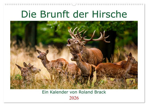 Die Brunft der Hirsche (Wandkalender 2026 DIN A2 quer), CALVENDO Monatskalender