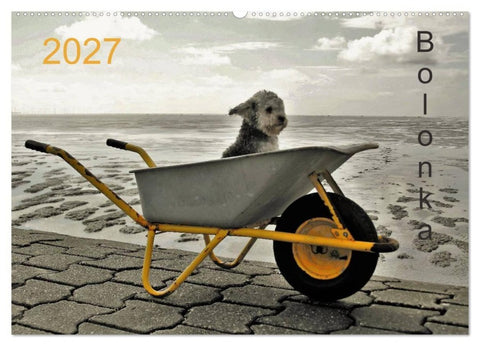 Bolonka 2027 (Wandkalender 2027 DIN A2 quer), CALVENDO Monatskalender