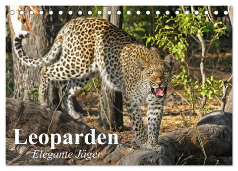 Leoparden. Elegante Jäger (Tischkalender 2026 DIN A5 quer), CALVENDO Monatskalender
