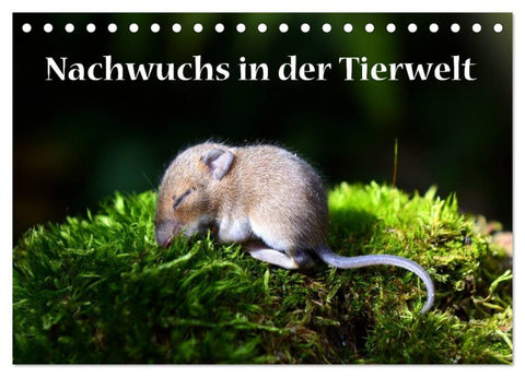 Nachwuchs in der Tierwelt (Tischkalender 2026 DIN A5 quer), CALVENDO Monatskalender