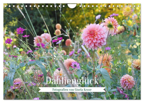 Dahlienglück (Wandkalender 2026 DIN A4 quer), CALVENDO Monatskalender