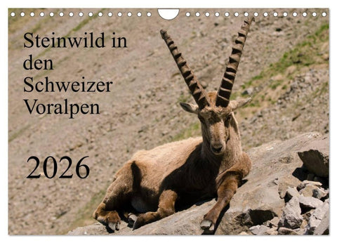 Steinwild in den Schweizer Voralpen (Wandkalender 2026 DIN A4 quer), CALVENDO Monatskalender