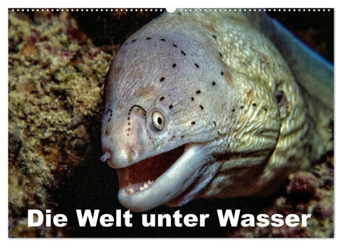 Die Welt unter Wasser (Wandkalender 2027 DIN A2 quer), CALVENDO Monatskalender