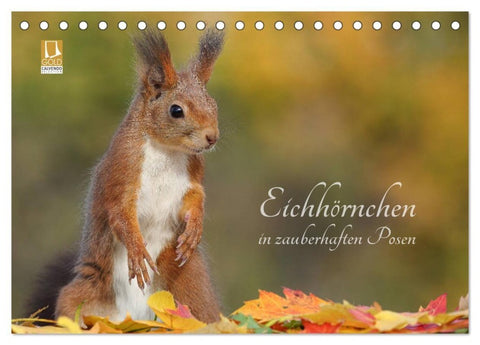 Eichhörnchen in zauberhaften Posen (Tischkalender 2027 DIN A5 quer), CALVENDO Monatskalender