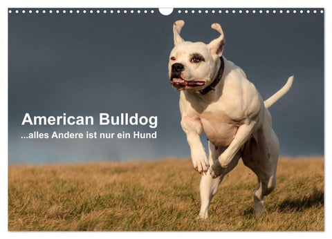 American Bulldog - alles Andere ist nur ein Hund (Wandkalender 2026 DIN A3 quer), CALVENDO Monatskalender