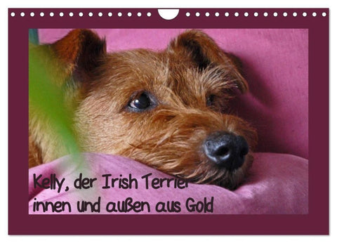 Kelly, der Irish Terrier - innen und außen aus Gold (Wandkalender 2027 DIN A4 quer), CALVENDO Monatskalender