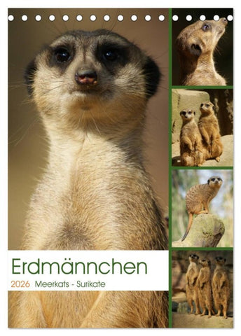 Erdmännchen-Meerkats-Surikate (Tischkalender 2026 DIN A5 hoch), CALVENDO Monatskalender