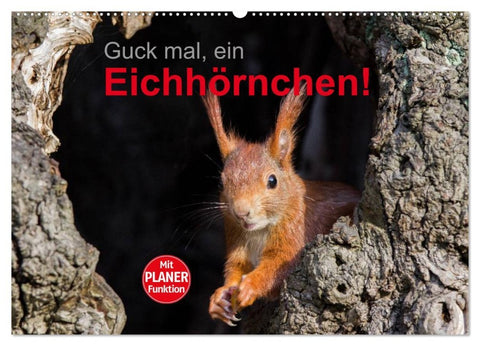 Guck mal, ein Eichhörnchen! (Wandkalender 2026 DIN A2 quer), CALVENDO Monatskalender
