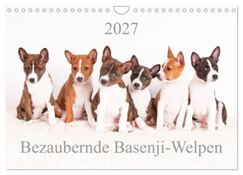 Bezaubernde Basenji-Welpen (Wandkalender 2027 DIN A4 quer), CALVENDO Monatskalender