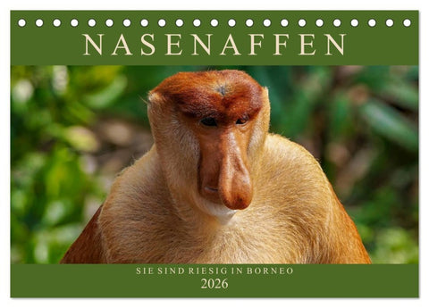 Nasenaffen von Borneo (Tischkalender 2026 DIN A5 quer), CALVENDO Monatskalender