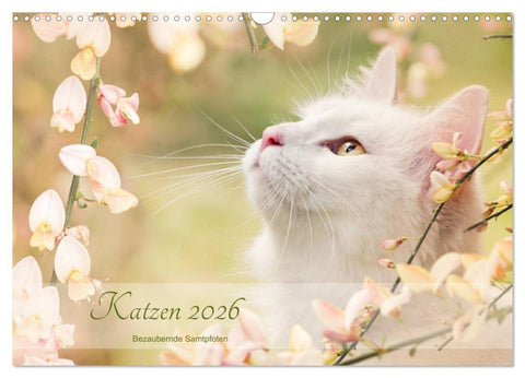 Katzen 2026 Bezaubernde Samtpfoten (Wandkalender 2026 DIN A3 quer), CALVENDO Monatskalender