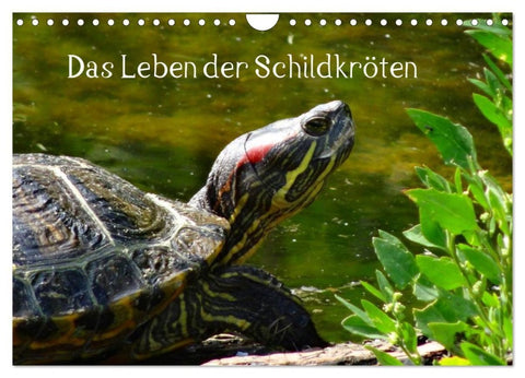 Das Leben der Schildkröten (Wandkalender 2027 DIN A4 quer), CALVENDO Monatskalender