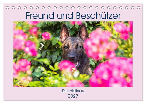 Freund und Beschützer - Der Malinois (Tischkalender 2027 DIN A5 quer), CALVENDO Monatskalender