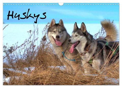Huskys (Wandkalender 2026 DIN A3 quer), CALVENDO Monatskalender