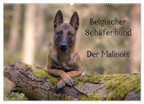 Belgischer Schäferhund - Der Malinois (Wandkalender 2026 DIN A2 quer), CALVENDO Monatskalender