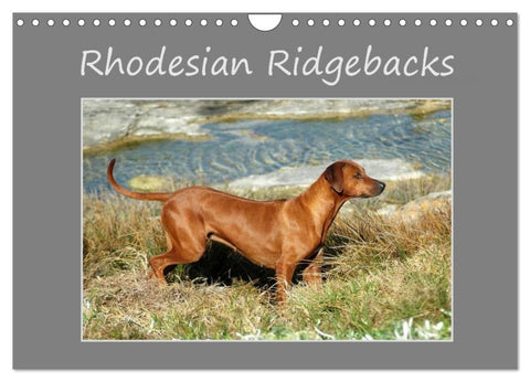 Rhodesian Ridgebacks (Wandkalender 2027 DIN A4 quer), CALVENDO Monatskalender